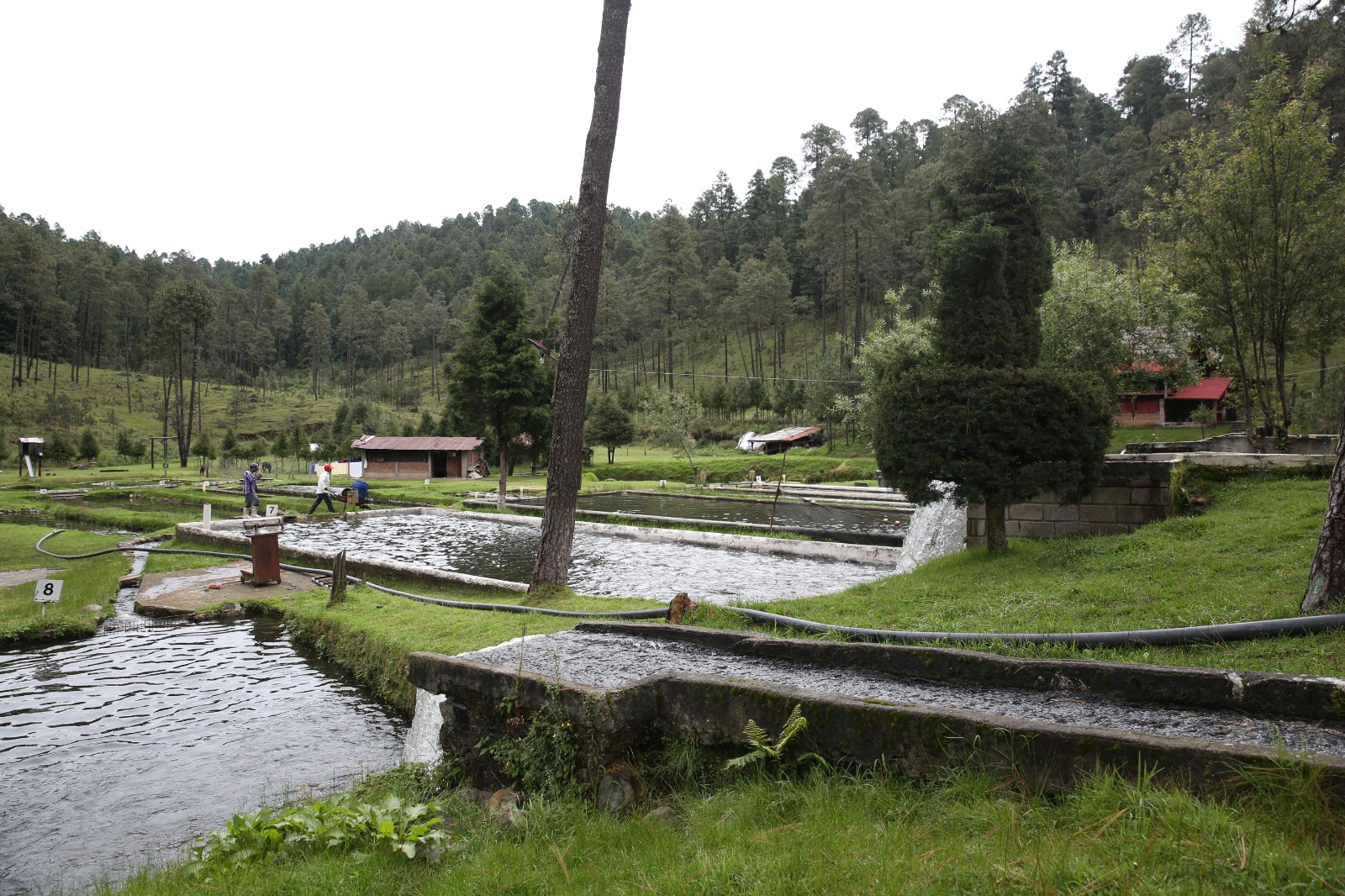 granja de camarón