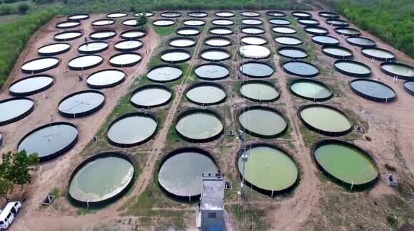 Paran acuacultores de Sinaloa, están descapitalizados y no hay mercado para recuperar inversión