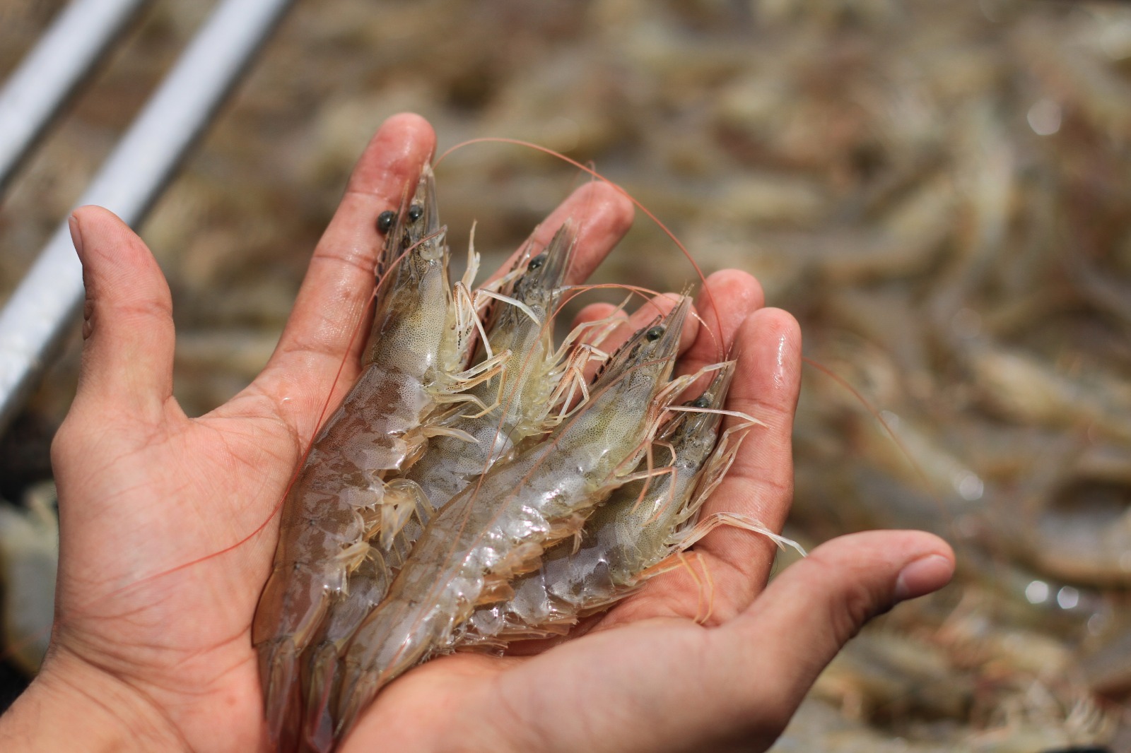camarones des granja