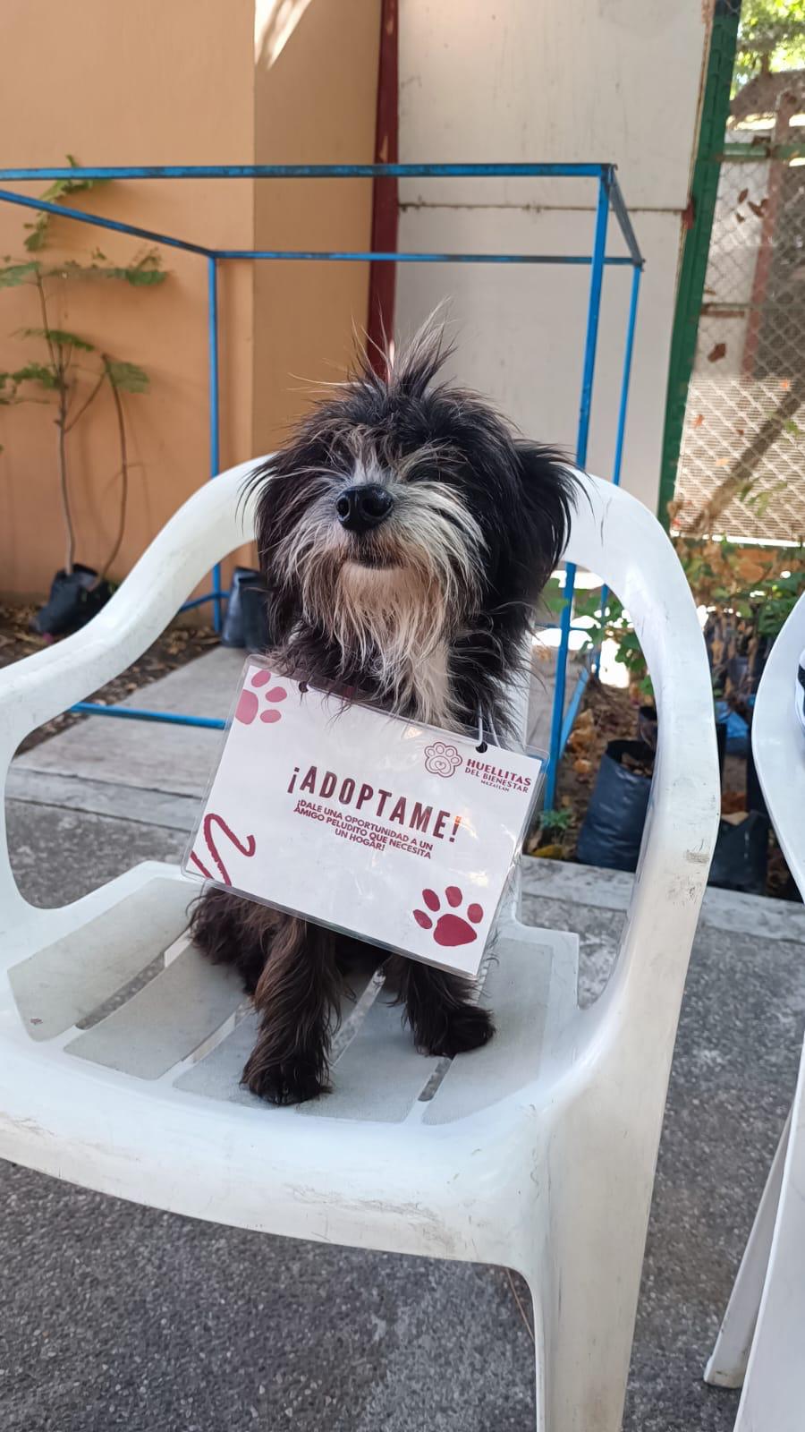 adopcion de perritos en mazatlan