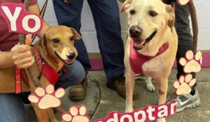 ¿Buscas adoptar una mascota? Realizarán jornada de adopción y esterilización este sábado en Mazatlán, Sinaloa
