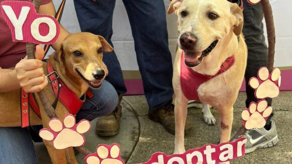 ‘Huellitas del Bienestar’ | Jack y Yaya, los peluditos que comienzan una nueva vida en Mazatlán, Sinaloa