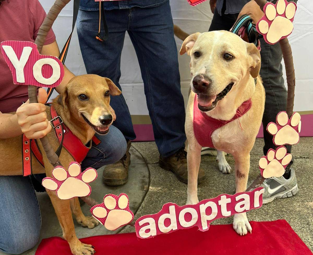 adopcion de perritos en mazatlan