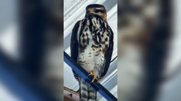 Un águila sorprende a comunidad escolar en el Colegio Montferrat de Los Mochis, se alimenta de pichones (video)