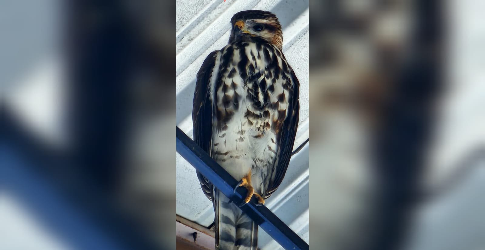 aguila sorprende a comunidad escolar en colegio montferrat de los mochis