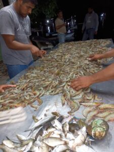 Autoveda camarón en Mazatlán