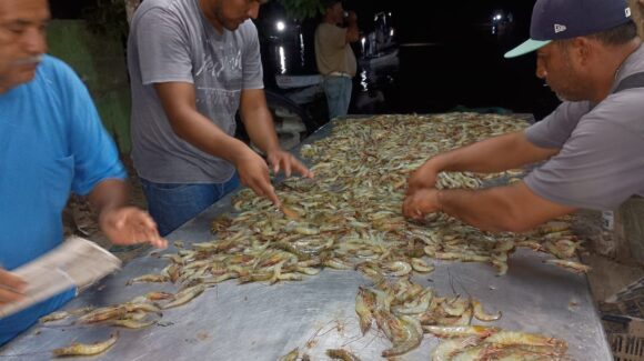 Levantan autoveda en esteros de Mazatlán, Sinaloa; pescadores celebran abundancia de camarón tras 45 días sin pescar