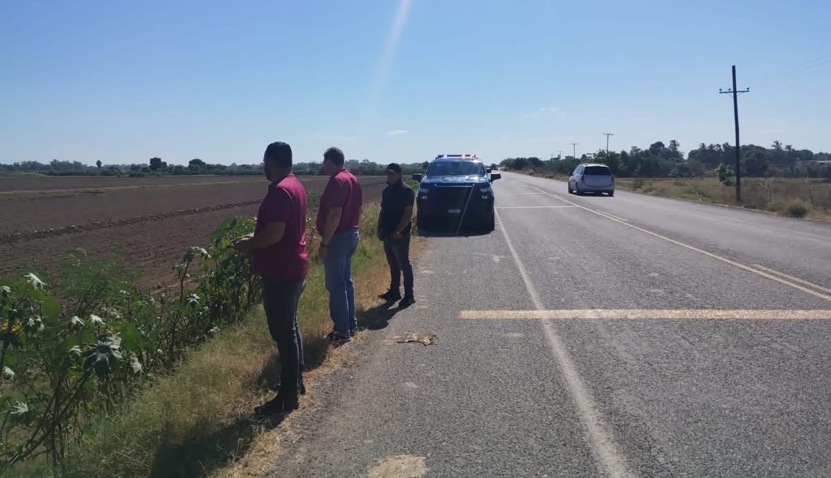 Buscan a cocodrilo visto en carretera de Guasave