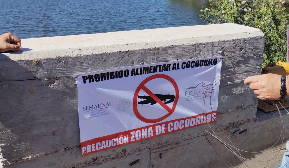 Buscan a cocodrilo visto en carretera de Guasave