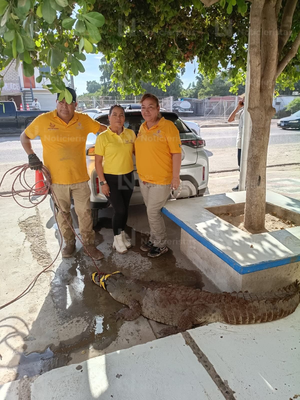 Localizan caimán de 2.3 metros de largo en Juan José Rios