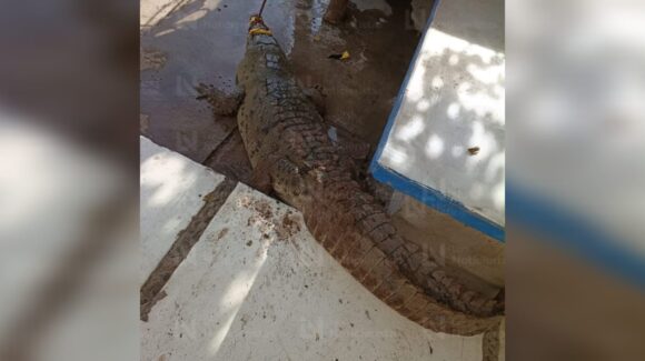 Capturan caimán de 2.30 metros de largo en canal de Juan José Ríos, Sinaloa
