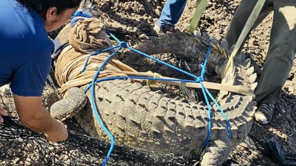 ¡De casi 3 metros! Capturan cocodrilo en Campo El Diez, en Culiacán, Sinaloa