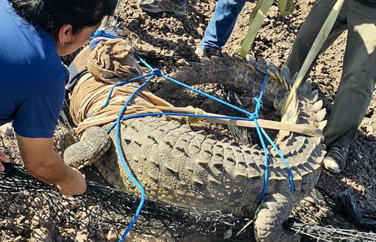 Capturan a cocodrilo en el campo El Diez, en Culiacán