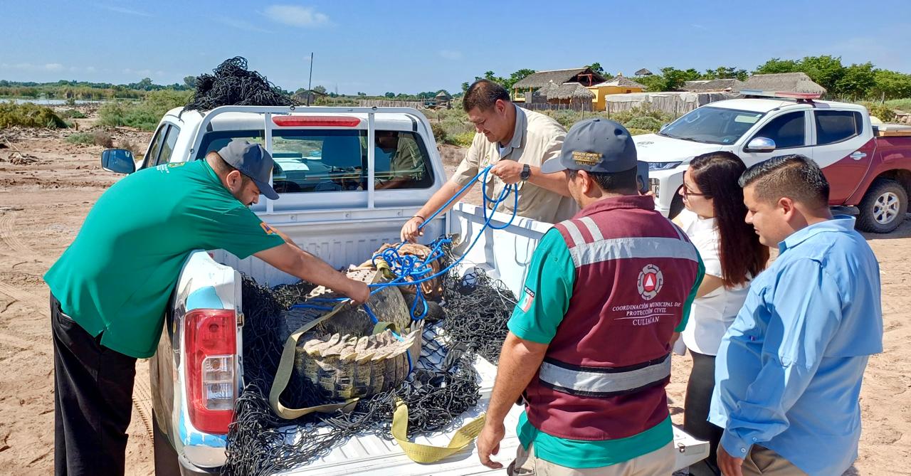 Capturan a cocodrilo en el campo El Diez, en Culiacán