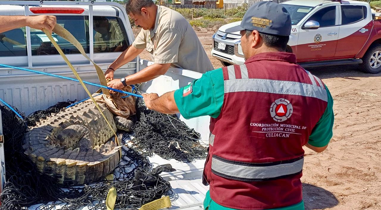 Capturan a cocodrilo en el campo El Diez, en Culiacán