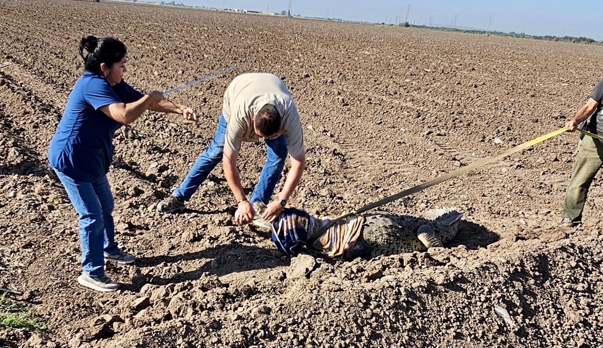 Capturan a cocodrilo en el campo El Diez, en Culiacán