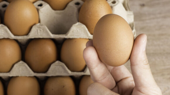 La ciencia del cascarón: Así influye la Salmonella en la forma de guardar los huevos, según la UNAM