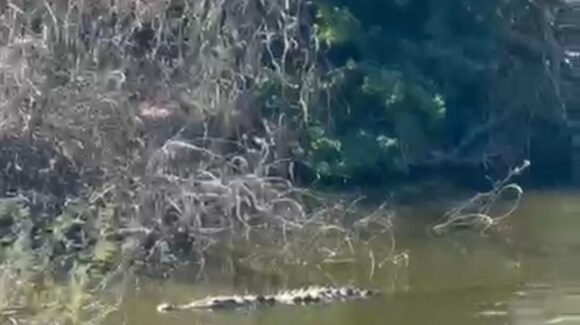 ¡Atracción turística! El cocodrilo de Carricitos, Guasave, Sinaloa, atrae a decenas de visitantes