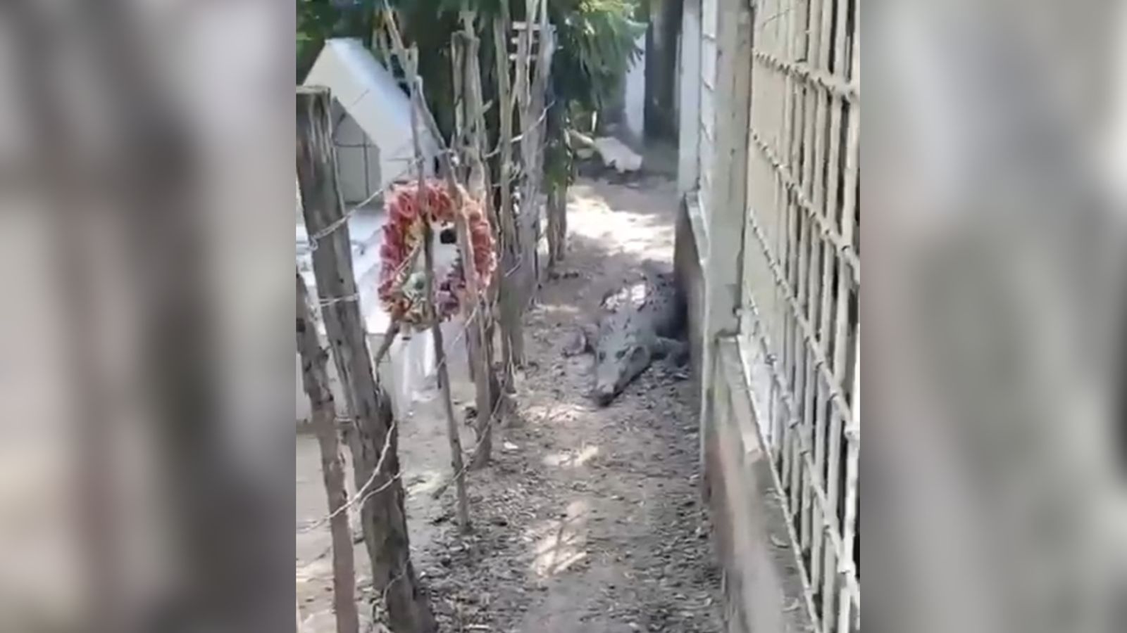 cocodrilo en panteon de el rosario sinaloa