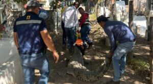 cocodrilo localizado en panteon de eldorado sinaloa