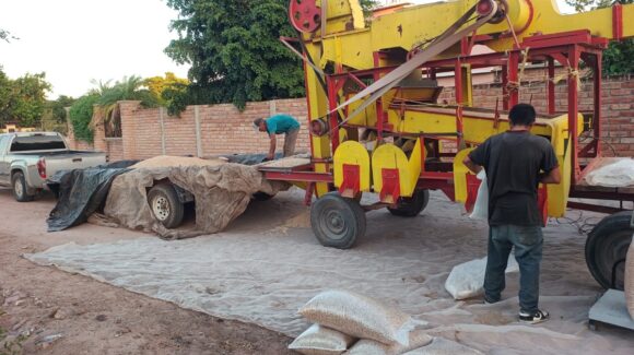 Gana el desespero a productores de temporal al registrar 80% de trillas del frijol yorimuni, pero sin precio