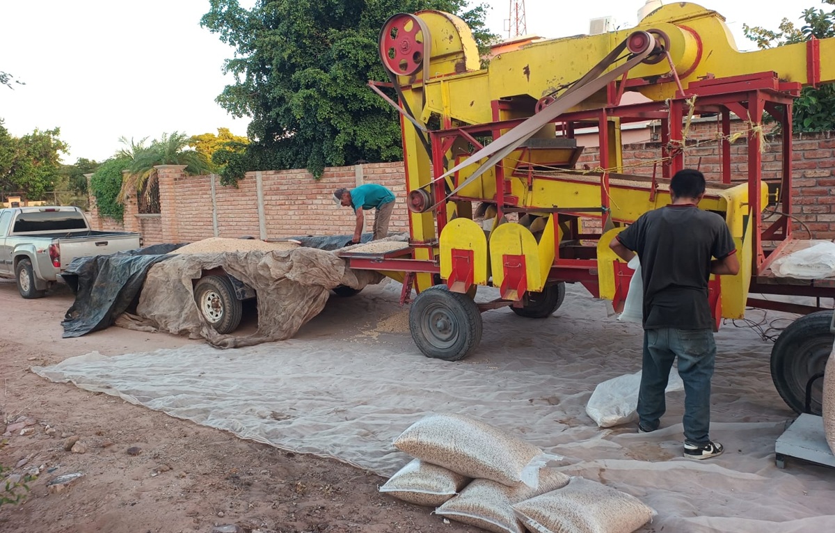 Trillan frijol yorimuni temporaleros en Ahome