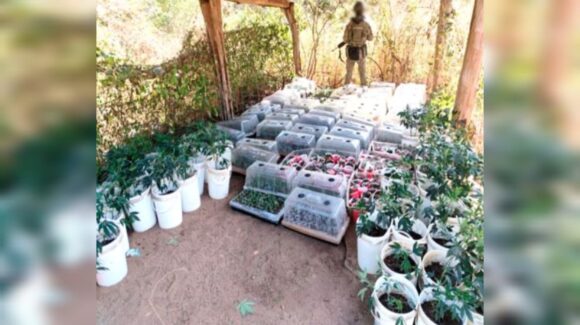 Desmantelan 4 campamentos de sicarios en Elota, Sinaloa y aseguran arsenal, plantas de mariguana y mira telescópica