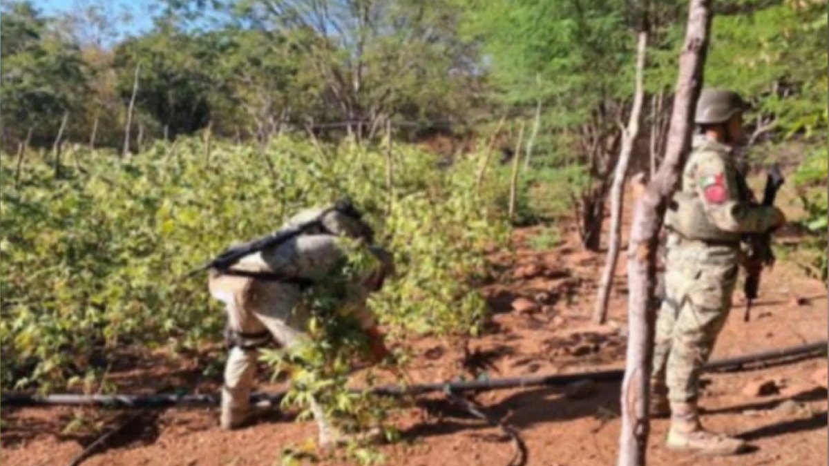 destruyen dos plantios de mariguana en los ayales culiacan sin