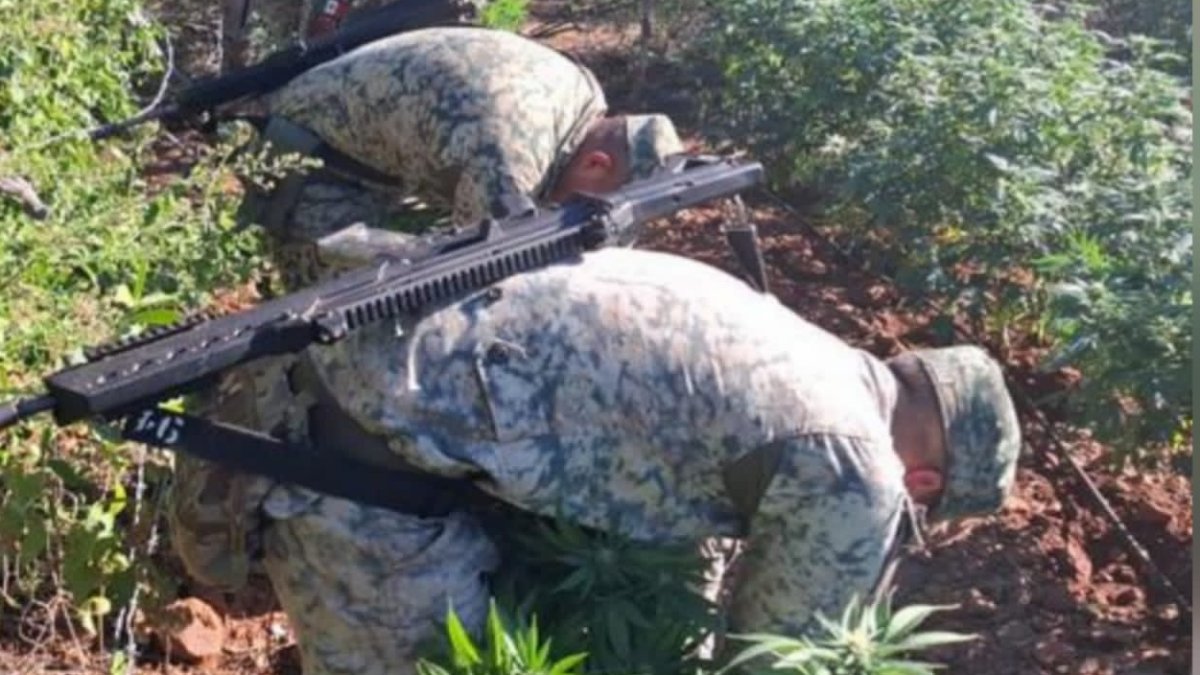 destruyen dos plantios de mariguana en los ayales culiacan sinaloa