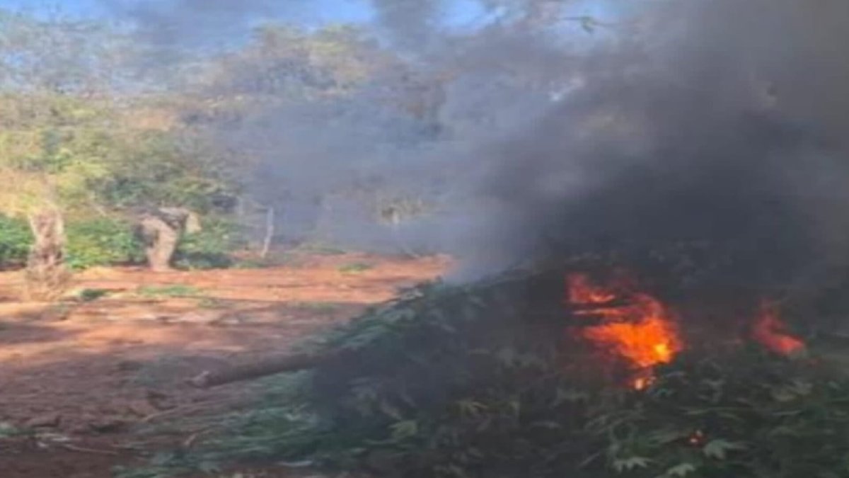 destruyen plantios de mariguana en los ayales culiacan