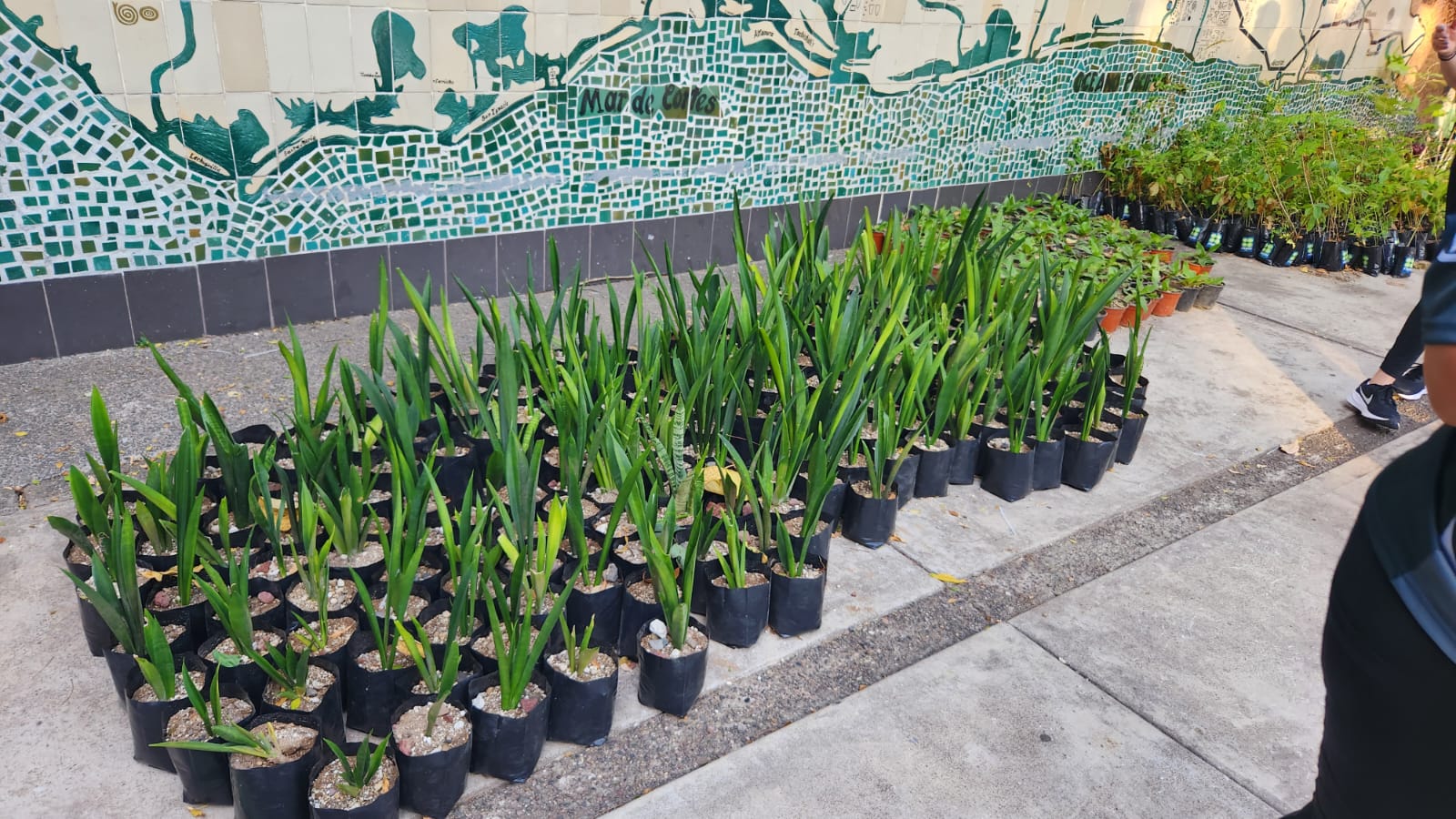 Evento deportivo "Corre por el botánico" en Culiacán, Sinaloa