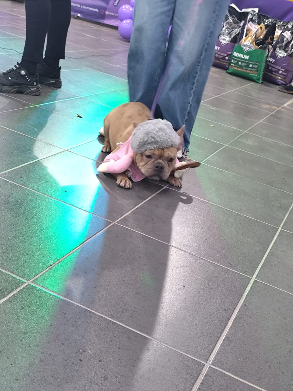 “Perritos Top Model 2025”