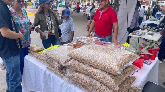 Realizan la tercera Feria del Cacahuate 2025, cultivo emblemático de Mocorito, Sinaloa