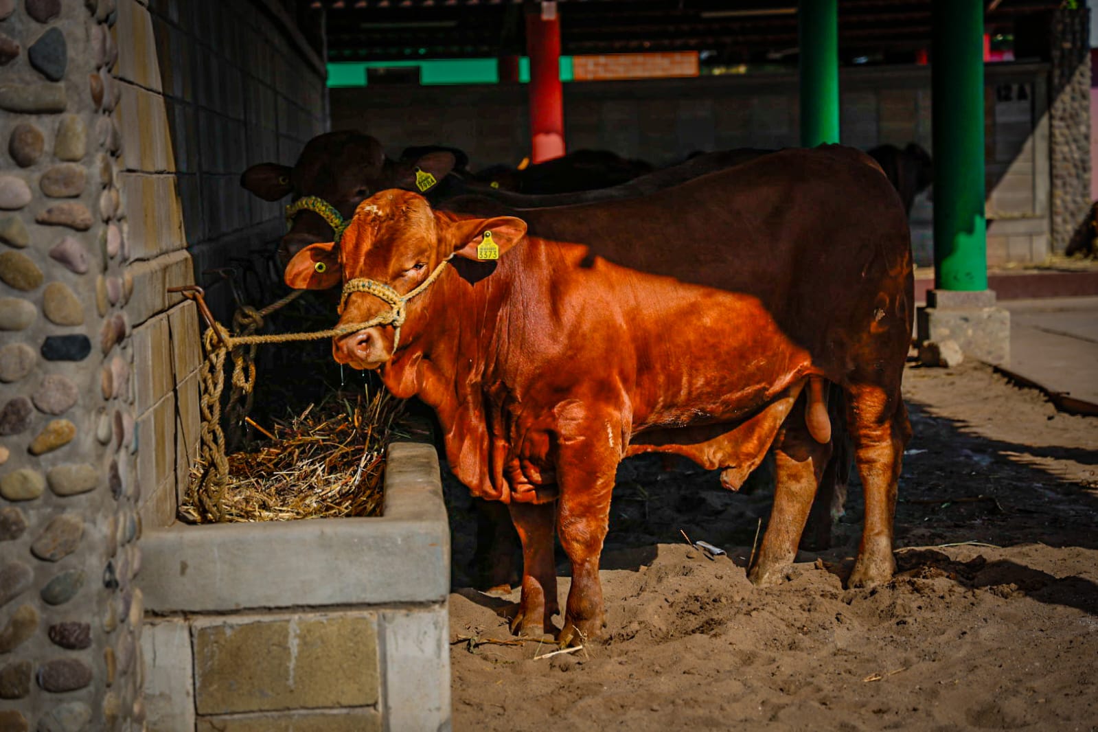 Feria Ganadera Culiacán 2025