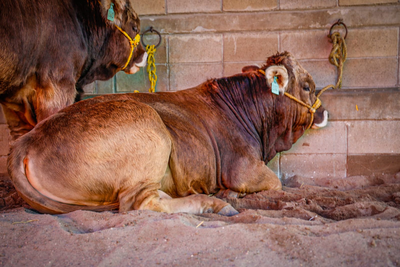 Feria Ganadera Culiacán 2025