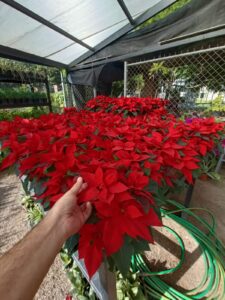 Flor Nochebuena