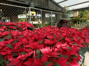 Flor Nochebuena