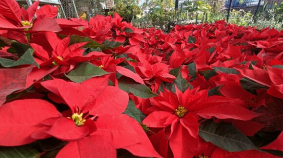 Día Nacional de la Nochebuena: descubre el origen de la flor navideña y por qué se celebra cada 8 de diciembre