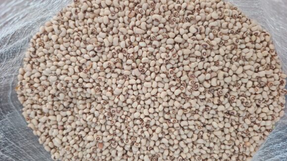 Cumple Alimentación para el Bienestar al acopiar 800 toneladas de frijol yorimuni de temporaleros en Ahome, Sinaloa