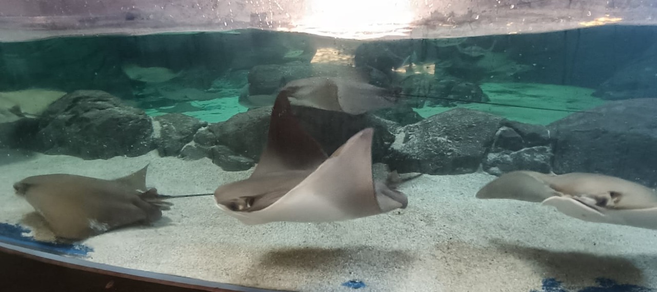 gran acuario mazatlan