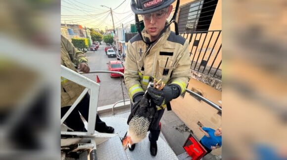 ¡Listos para proteger la vida! rescatan con éxito a un halcón atrapado en una antena en Mazatlán, Sinaloa