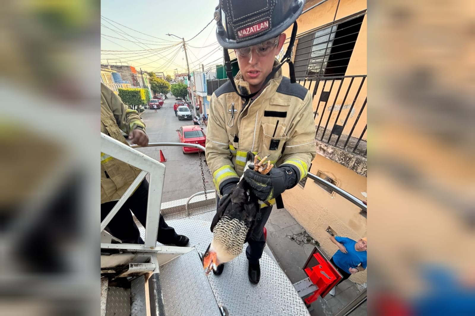 Rescate de halcón en Mazatlán