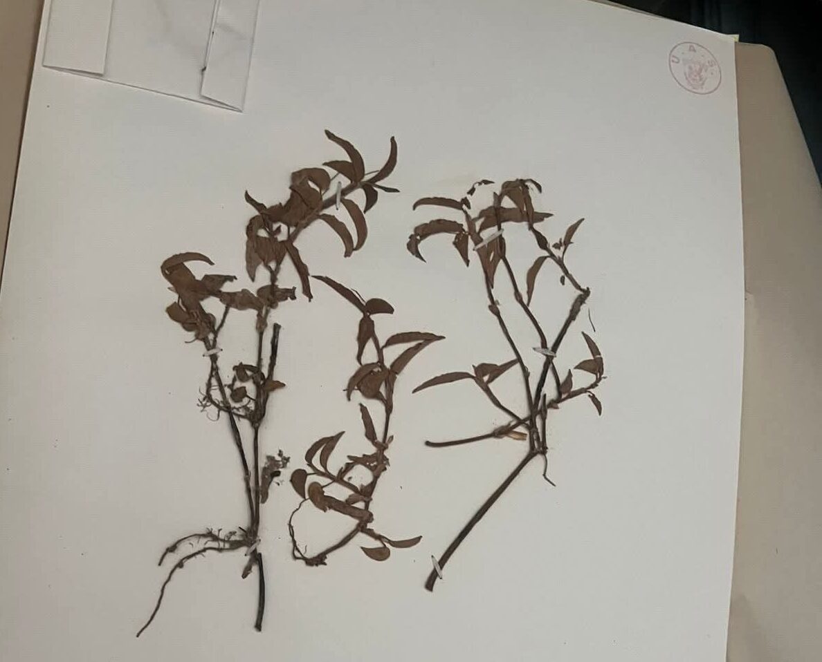 Colección científica del herbario de la Escuela de Agronomía de la UAS en Culiacán