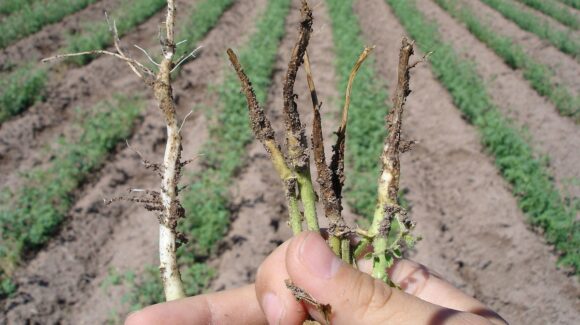 Productores del Valle del Évora, en Sinaloa, enfrentan alta presencia del hongo Fusarium