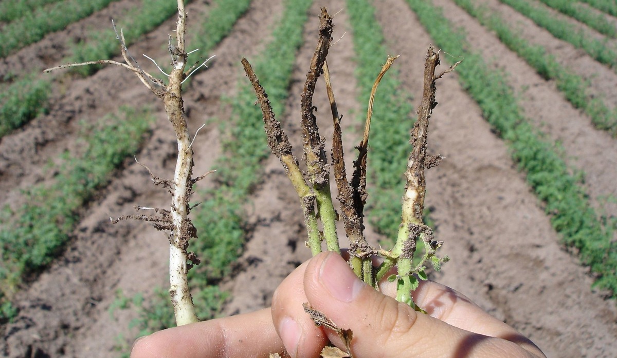 Hongo fusarium en el cultivo del garbanzo