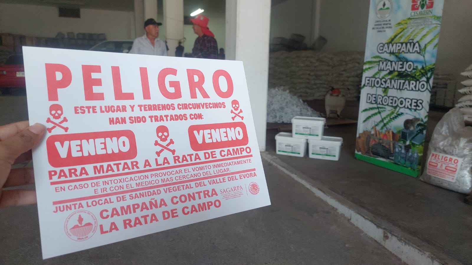 inicia campaña fitosanitaria contra la rata de campo en la region del evora sin