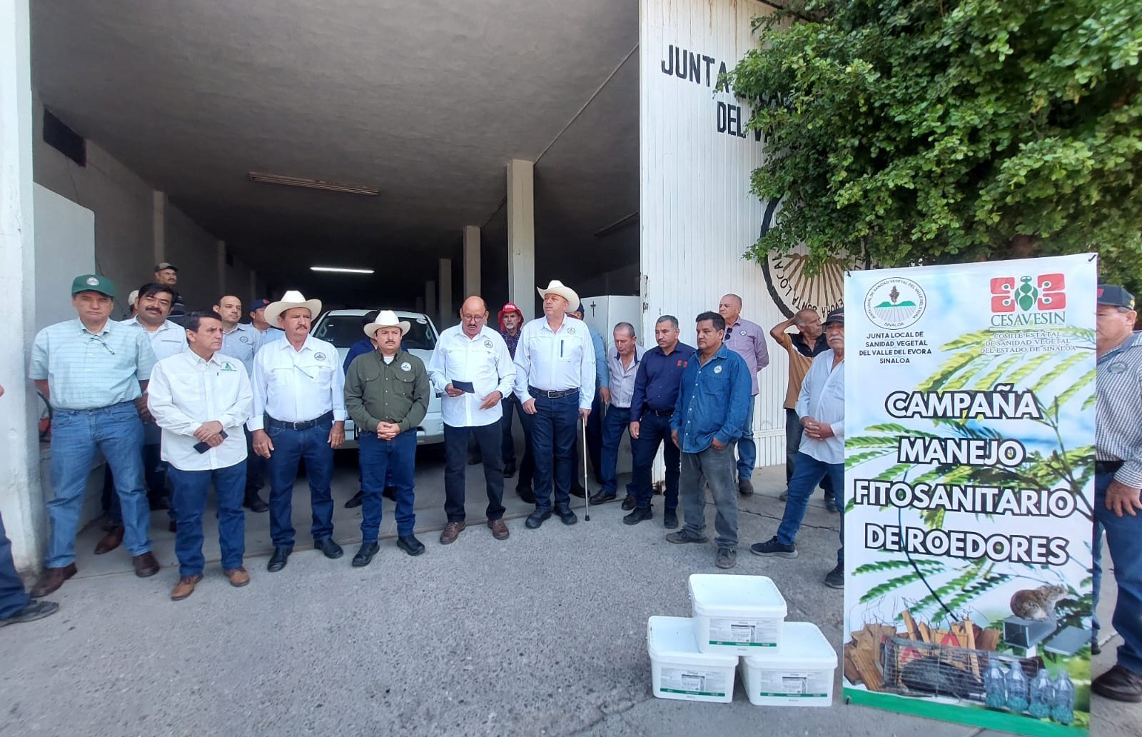 inicia campaña fitosanitaria contra la rata de campo en la region del evora