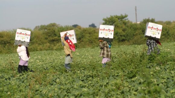 Emprende Dirección del Trabajo y Previsión Social operativo en empresas agrícolas de Sinaloa