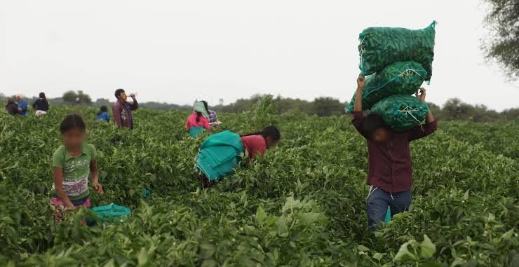 jornaleros agricolas en sinaloa trabajo