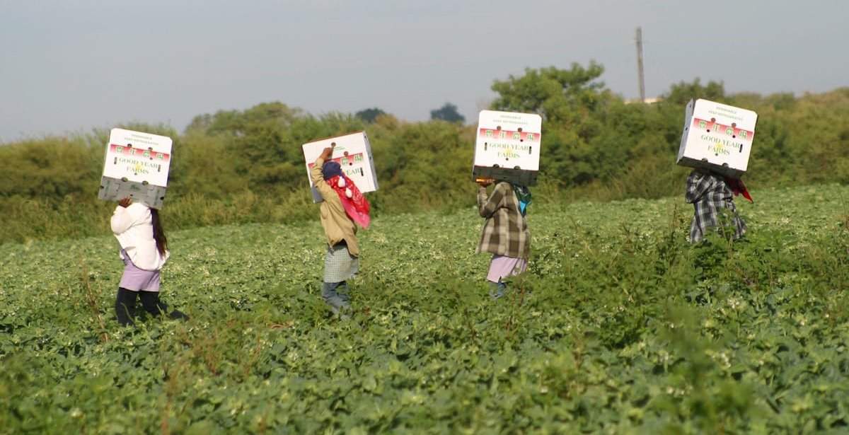 jornaleros agricolas en sinaloa